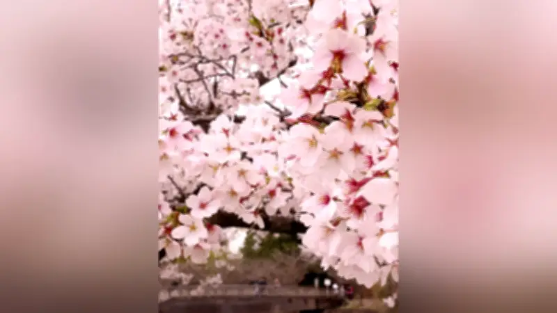 つくばみらい市の福岡堰桜並木が満開　1.8キロに450本が咲き誇る