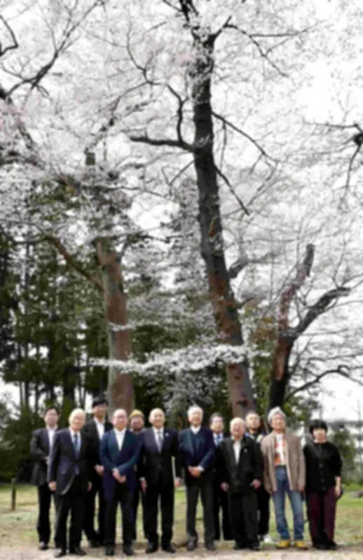 須賀川市でエドヒガンザクラ見学会、樹齢300年超の巨木11本を保存へ