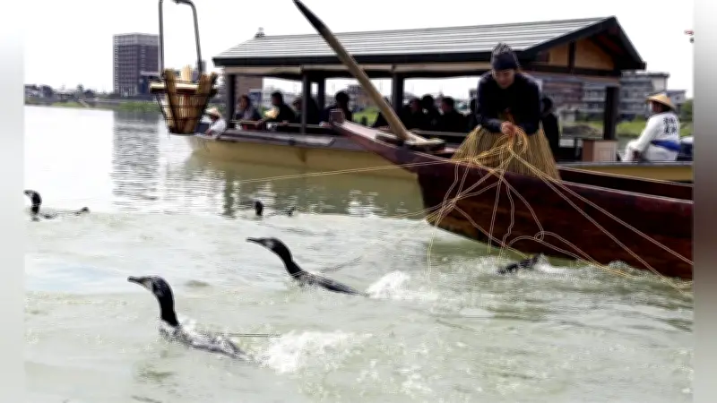 木曽川鵜飼の鵜匠半減で34年ぶり募集、1300年の伝統継承へ新たな担い手求む