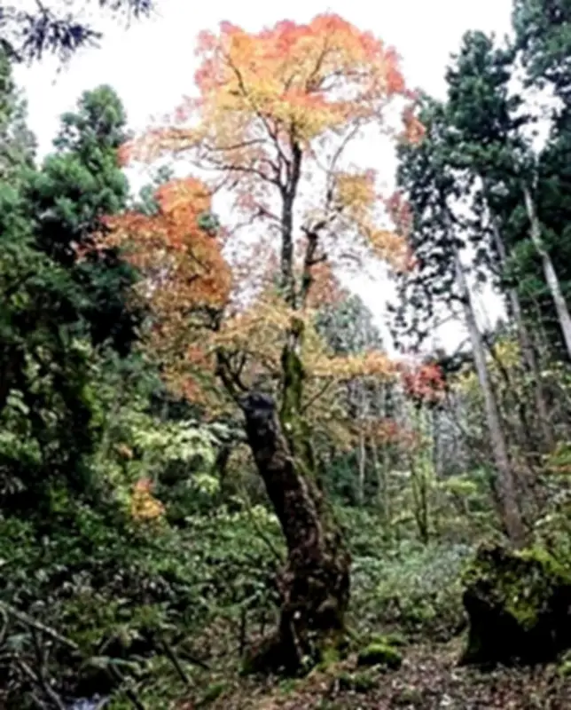 福島・喜多方のメグスリノキ巨木、県指定天然記念物に答申 樹齢350年で日本最大級