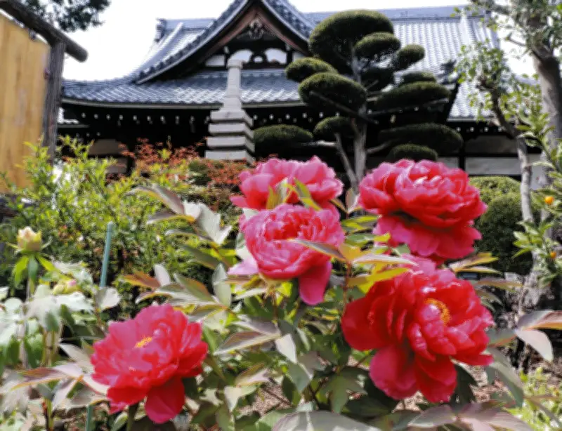 川崎・常照寺でボタンが見頃 40年前に分けてもらった株が咲き誇る