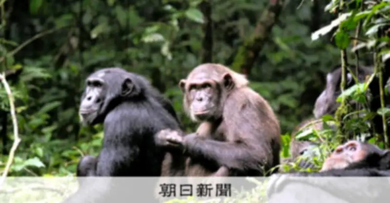 チンパンジー群れの「500年に1度」の内戦 ウガンダで分断と死者続出の衝撃的観察