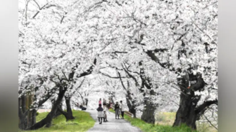 鳥取県南部町で「桜のトンネル」が満開、5.5キロにわたる約400本のソメイヨシノが花見客を魅了