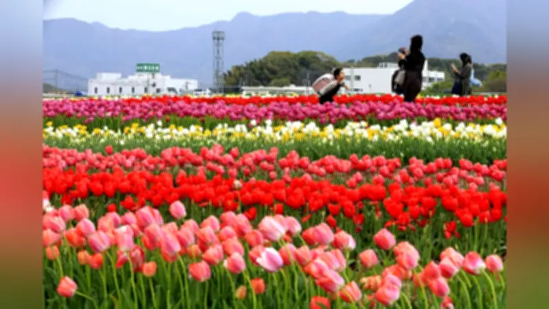 福岡県直方市でチューリップが満開、56品種17万本が遠賀川河川敷公園を彩る