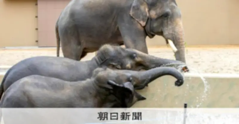 天王寺動物園、8年ぶりにゾウ3頭を公開 国内最大級のゾウ舎で生態や保護問題を伝える