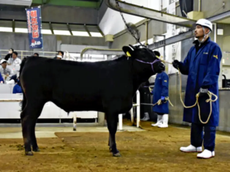 福島県家畜市場で和牛初競り開催 子牛平均価格84万円超え、15カ月連続で前年上回る