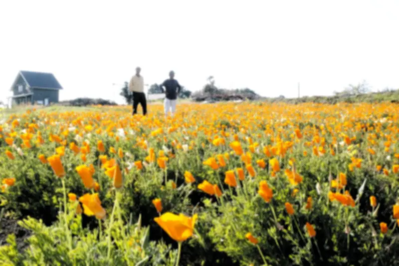 群馬・安中でハナビシソウが見頃 遊休農地活用で地域の絆も咲く