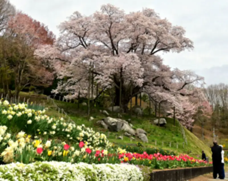 福島県の新たな観光戦略、デジタル技術を活用した魅力発信を強化