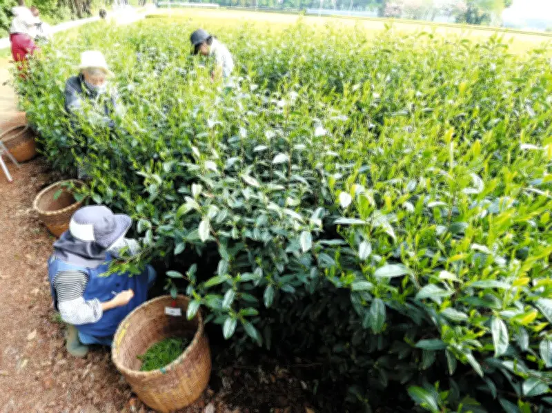埼玉県の狭山茶、新茶摘みが本格化 入間・所沢・狭山で春の風物詩