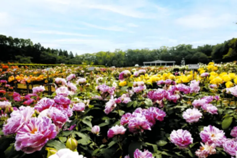 春のバラ園巡り：東京・埼玉・栃木・神奈川で見頃の名所を紹介