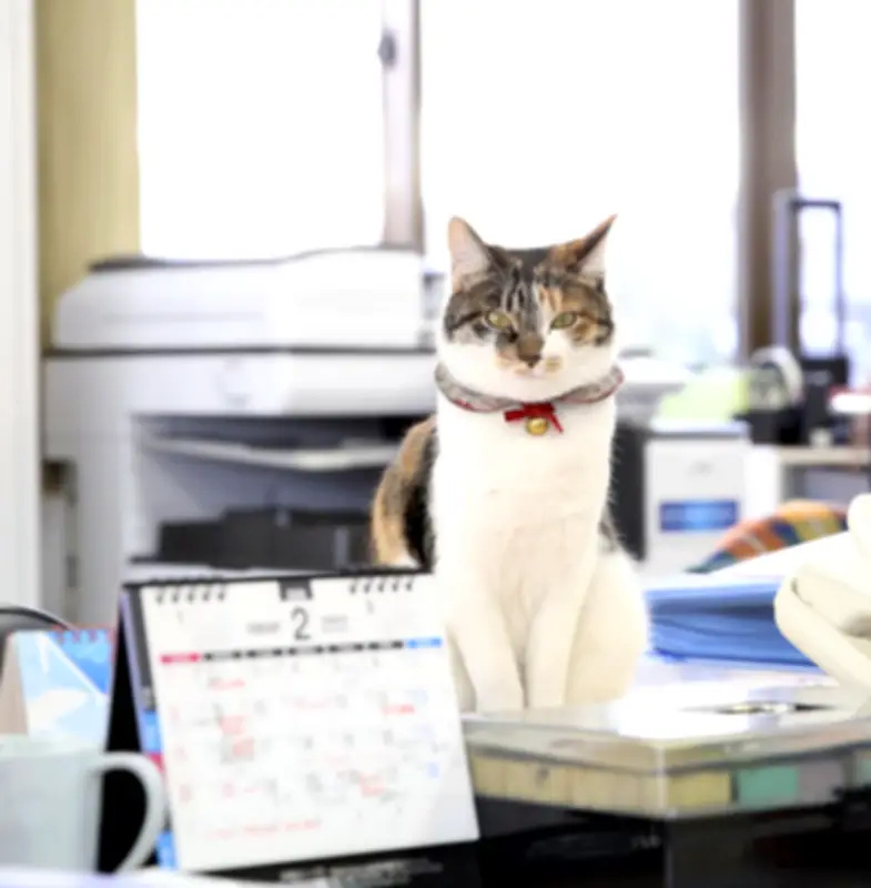 福島の運送会社が保護猫姉妹を飼育、社員の癒やしに 殺処分ゼロへ願い込め