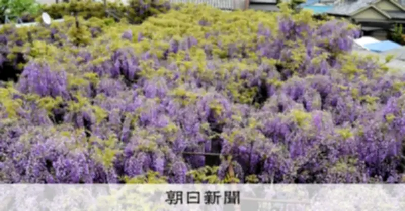 風に揺れる薄紫の雲海　大阪・泉南でフジが見ごろ、保存会が手入れ継承