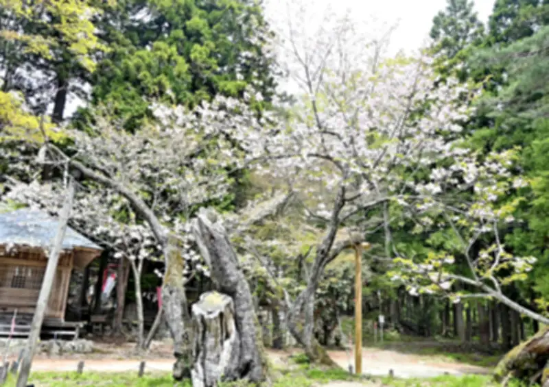 福島県、除染土壌の中間貯蔵施設への搬入完了を発表 最終処分場の議論本格化へ