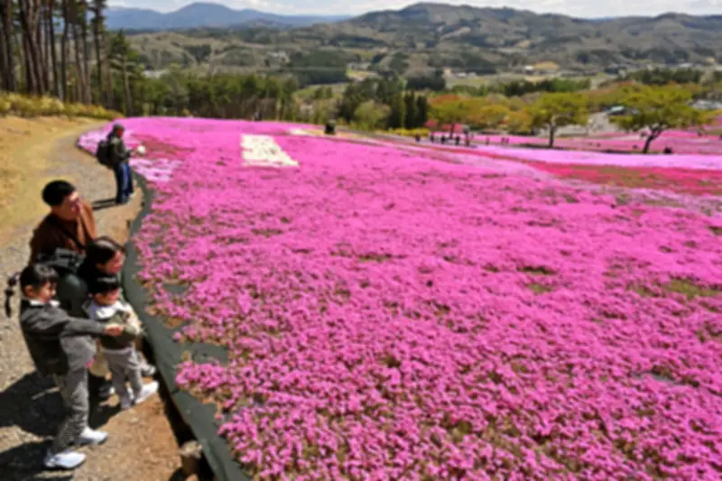 福島県の農業用水路でサギが集団飛来、生態系に影響か