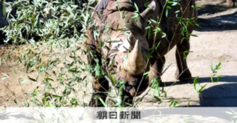 熊本市動植物園でサイに倒され飼育員が頭蓋骨と頸椎骨折、繁殖準備中に事故