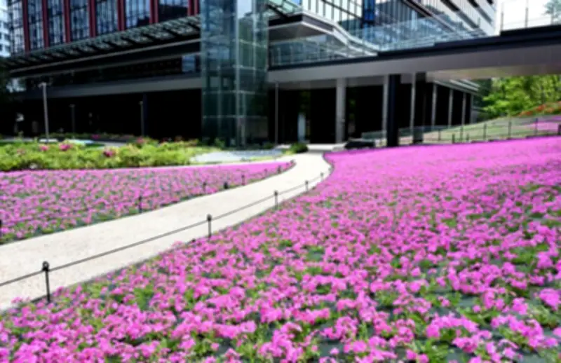 港区のオフィス街に桜色のじゅうたん、シバザクラが見頃に
