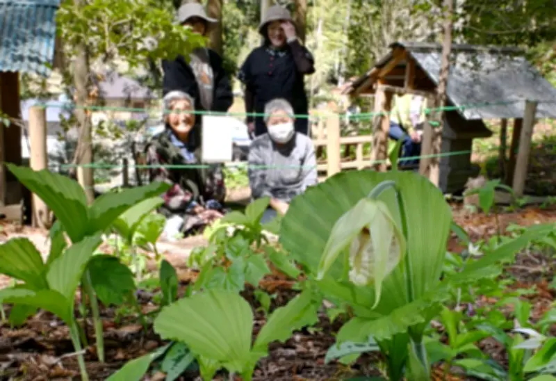 絶滅危惧種クマガイソウがいわき市の群生地で開花、地元住民が保護活動を継続