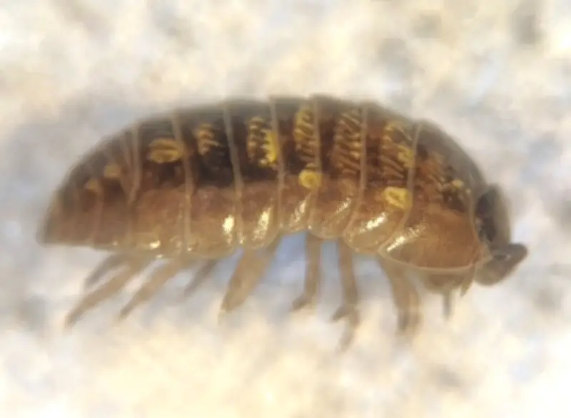 ダンゴムシ、食べた石の鉱物を体内で再構築　殻を強化する驚きの仕組み