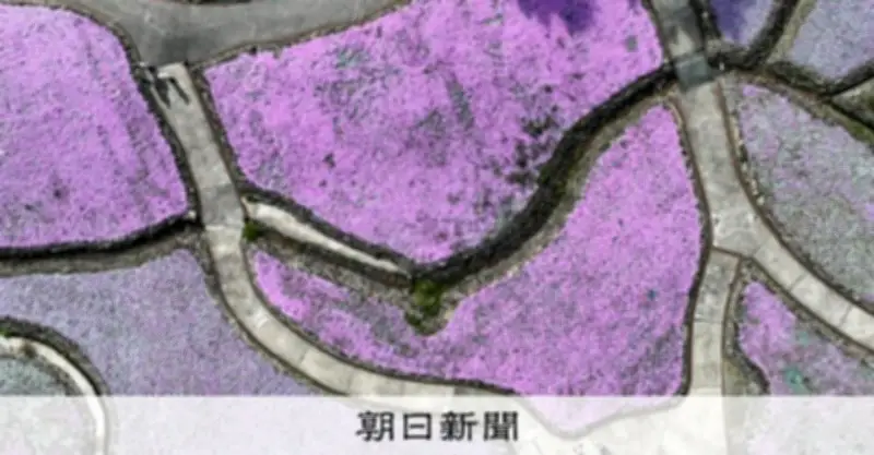 青空と新緑とピンクの競演！兵庫・三田の花のじゅうたんでシバザクラ見頃