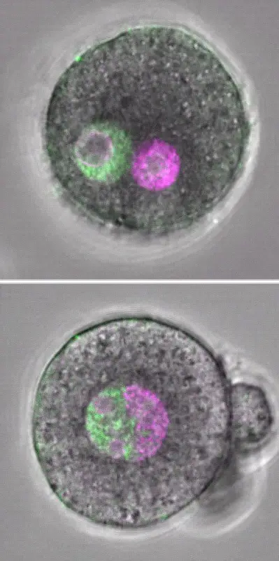 父母ゲノムの「別居」が受精卵の正常な成長に必要、理研が英誌で発表