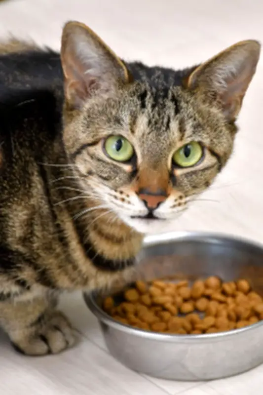 猫の食べむら、匂いが鍵？ 岩手大実験で明らかに