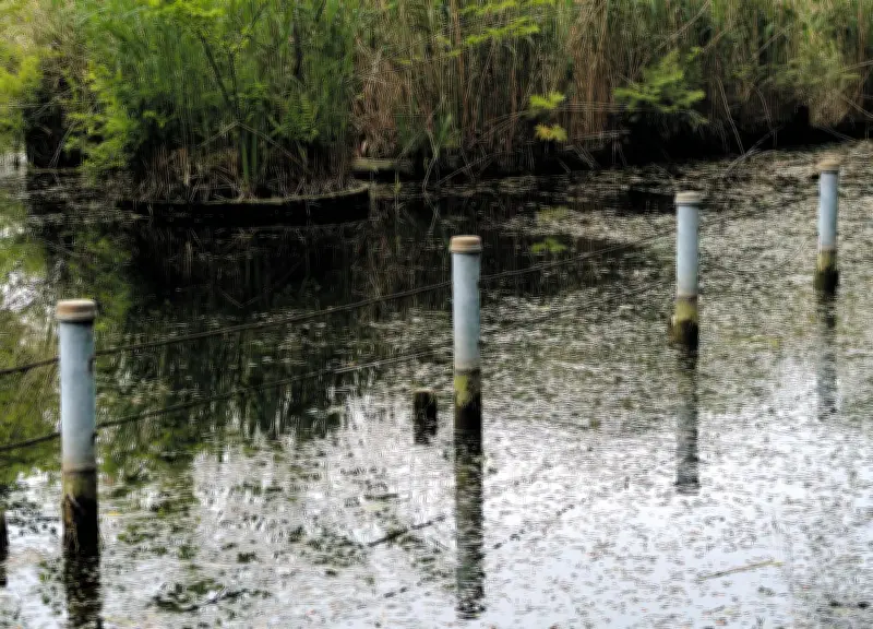 善福寺公園の池の水位低下、原因は外来スイレンの抜根作業 温暖化で繁殖加速