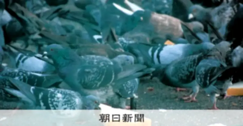 ハトやカラスに餌やり、動物愛護法違反容疑で書類送検 大阪市が初の刑事告発