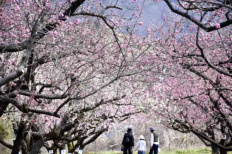 飯坂温泉花ももの里が開園、ハナモモのトンネルが来園者を魅了