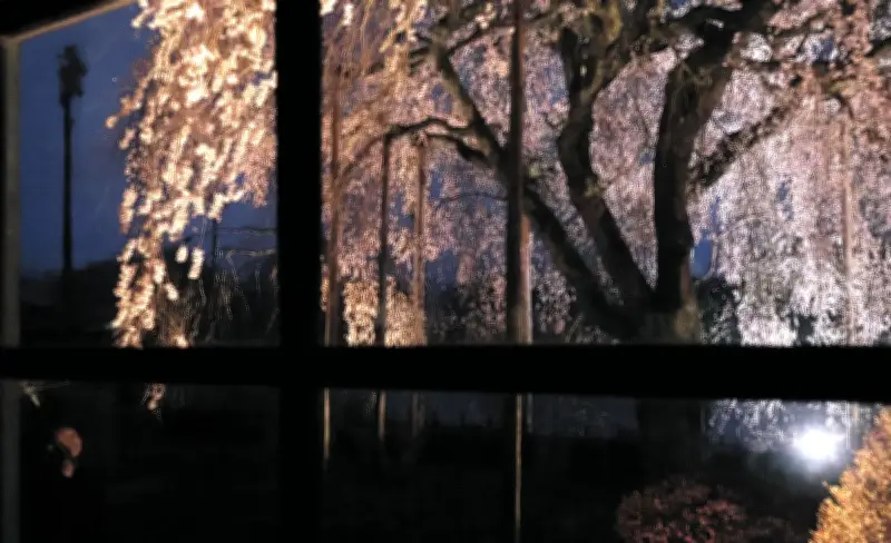 長野・飯田市の杵原学校で夜桜ライトアップ 木造校舎窓から眺めるシダレザクラの絶景