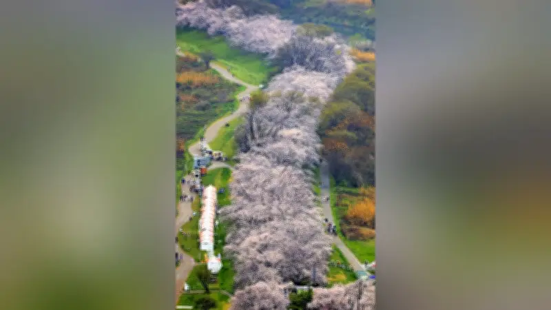 京都・八幡市の背割堤でソメイヨシノ満開、さくらまつり開催中、週末は雨の可能性