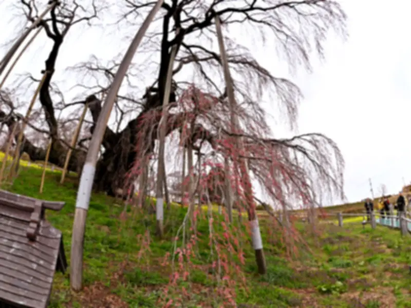 福島県の新たな観光戦略、伝統文化と自然を融合した体験型ツアーを展開