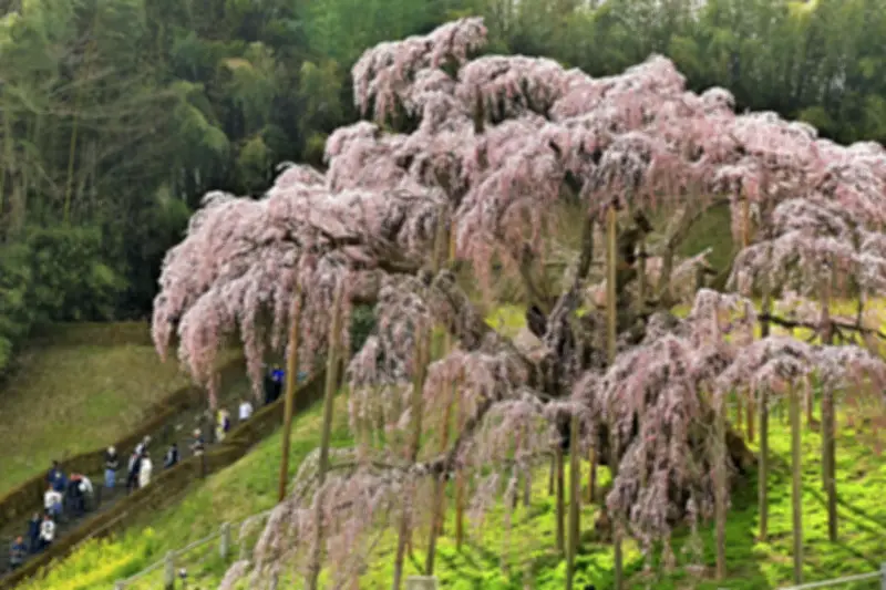 樹齢千年の奇跡「三春滝桜」、国立遺伝研と連携しゲノム解析で起源解明へ