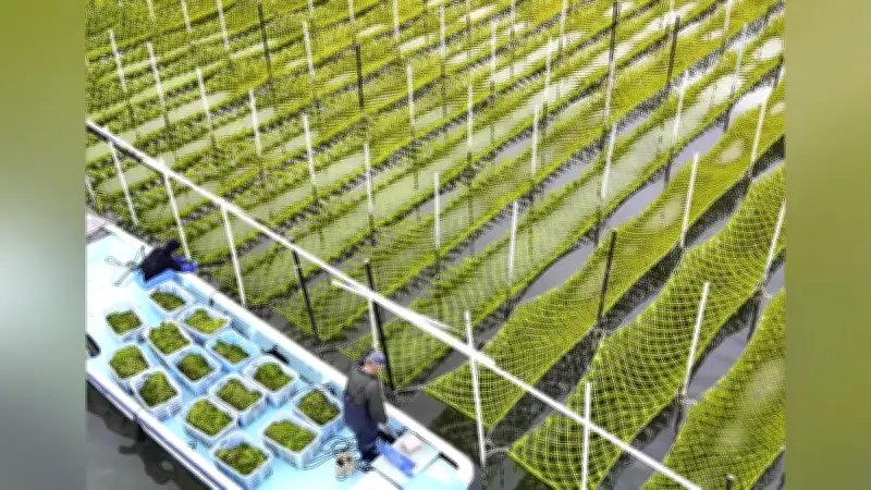三重・志摩市の英虞湾でアオサノリ収穫最盛期、天ぷらやつくだ煮に活用