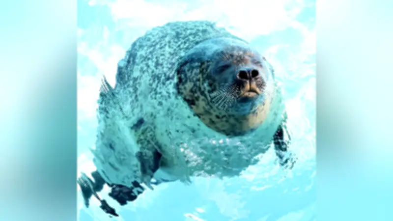 震災を超えた命の絆 福島から鴨川へ避難のアザラシ、子孫が健やかに暮らす