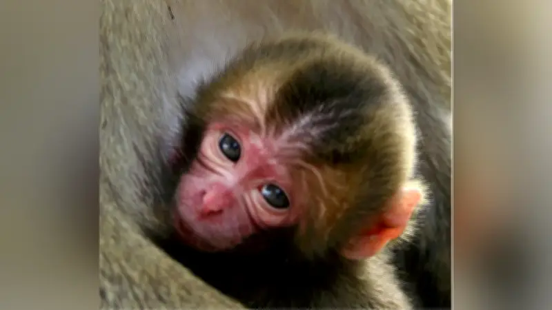 高崎山自然動物園が赤ちゃんザルの名前募集、話題の出来事にちなんだ名付けを継続