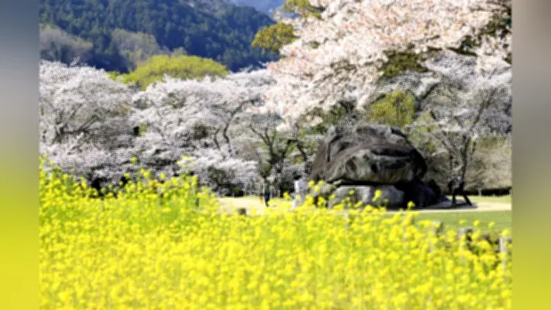 奈良・石舞台古墳で桜と菜の花の競演が見頃 飛鳥観光協会が週明けまでと予想