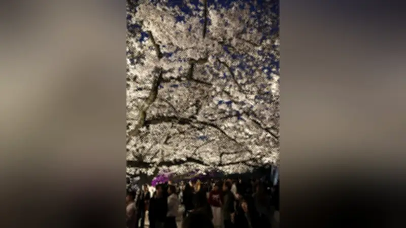 福岡城さくらまつりで満開の夜桜を楽しむ 舞鶴公園に花見客が集う