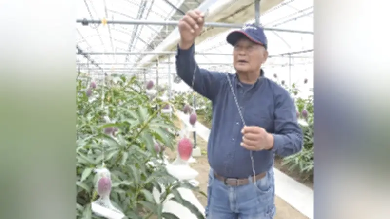 原油高騰が九州経済に直撃、マンゴー農家から漁業者まで経営圧迫