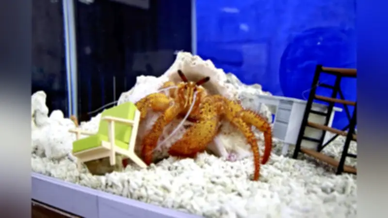 和歌山・すさみ水族館で「引っ越し名人ヤドカリ展」開催、春の新生活に活力を