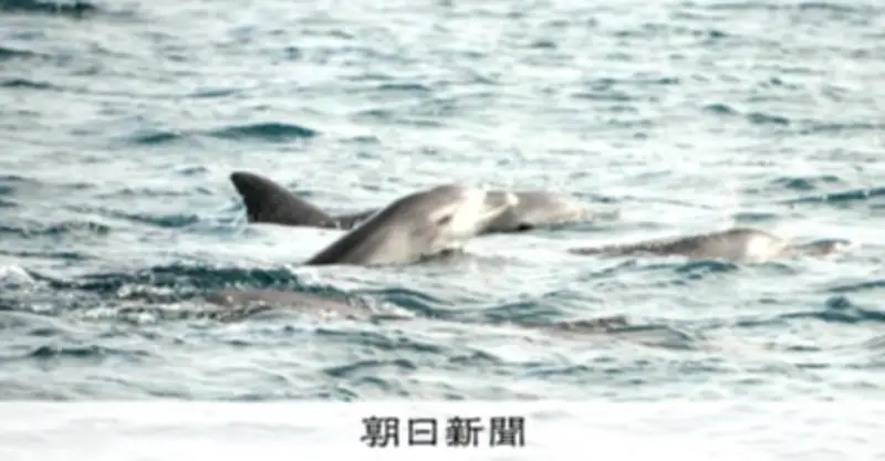 イルカが不漁の原因？天草市が衛星調査で共生への道探る