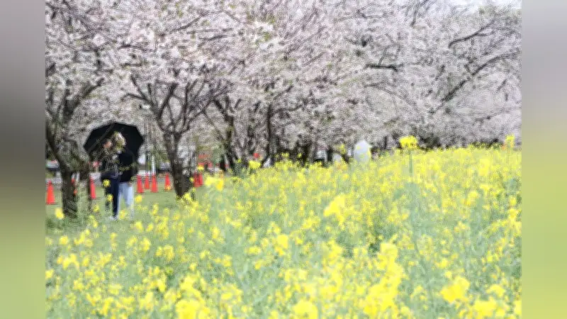 宮崎・西都原古墳群で桜と菜の花が共演、春の絶景に観光客が魅了