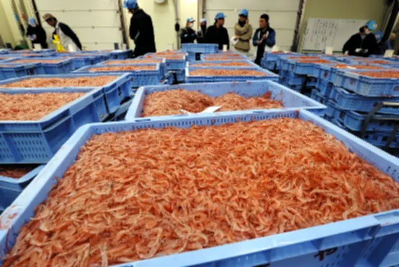 駿河湾で春のサクラエビ漁が大漁スタート 原油高で操業制限の懸念も