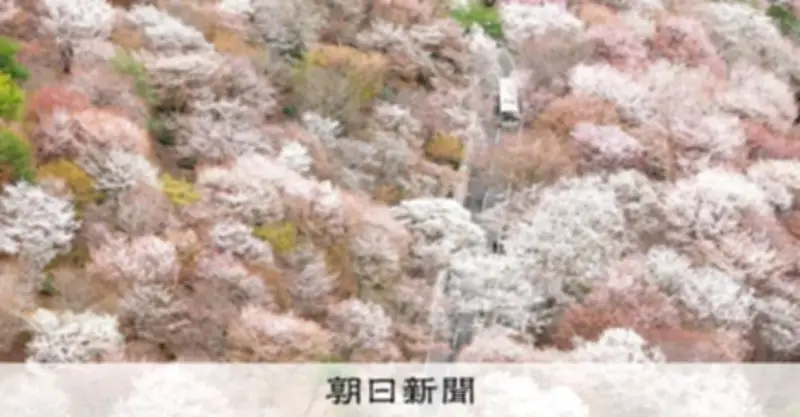 奈良・吉野山で「一目千本」の桜が満開 空から見下ろす絶景が広がる