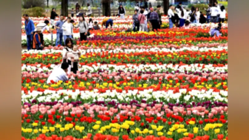 雨上がりのチューリップがみずみずしく輝く、千葉県柏市の農業公園で見頃を迎える
