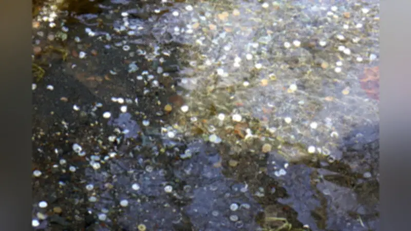 世界遺産「忍野八海」、投げ銭問題で水質悪化の危機 観光客の誤解が招く環境負担