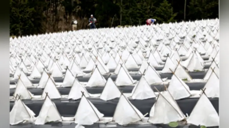 愛媛の葉タバコ畑に白い三角形のキャップが並ぶ、伝統の霜よけ方法を守る農家の思い