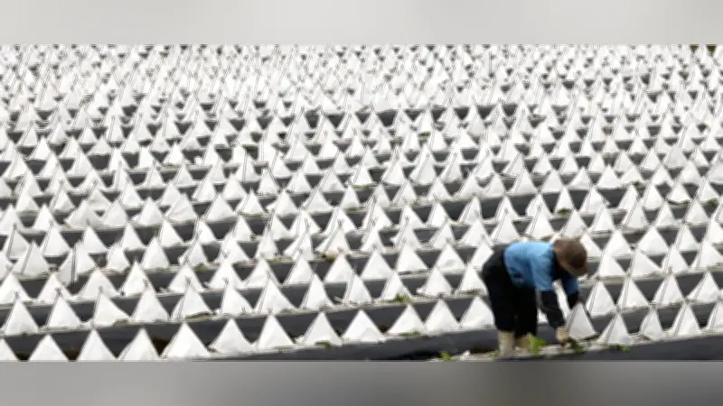 愛媛・久万高原町の畑に広がる白い三角形の模様、葉タバコの植え付けが春の風物詩に