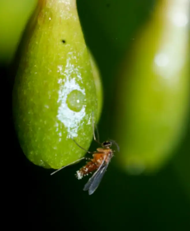 植物と昆虫の共生を支える香りの暗号 カラスキバサンキライがタマバエ雌だけを誘引