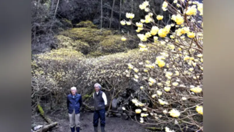 阿蘇市のミツマタ群生地、地元有志が保全整備で春の新風物詩に