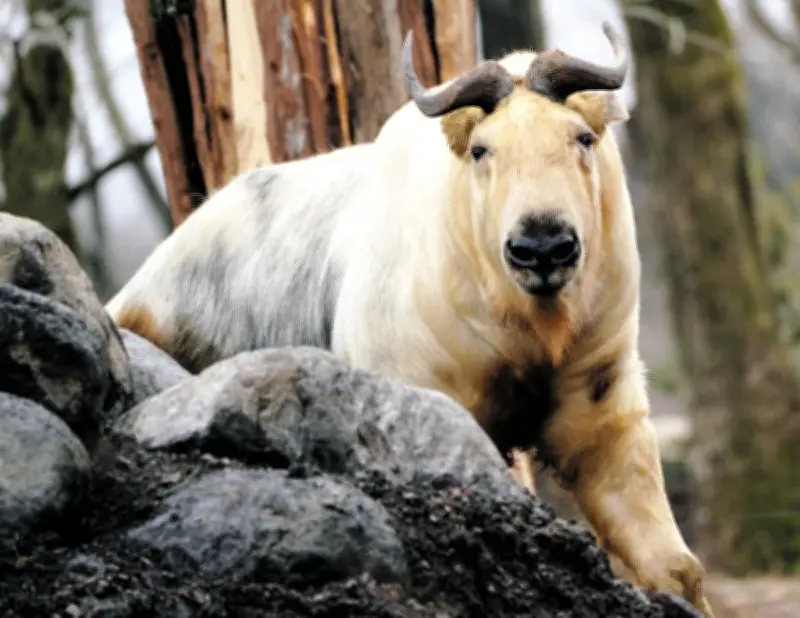 富士サファリパークに金色の珍獣「ゴールデンターキン」が初来園、静岡県内初飼育で繁殖目指す